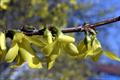 Showy Forsythia